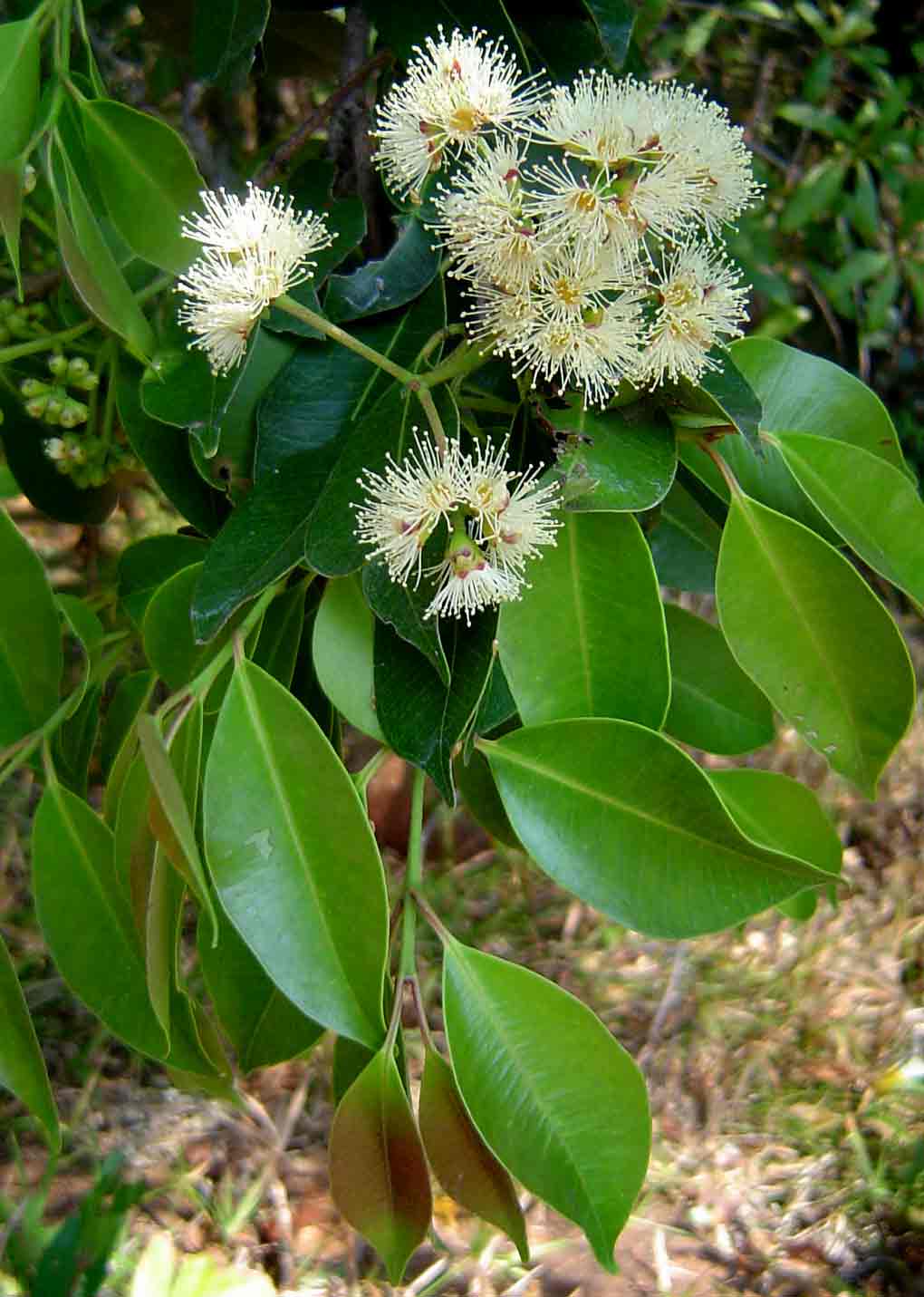 Syzygium guineense subsp. afromontanum Syzygium guineense subsp. afromontanum