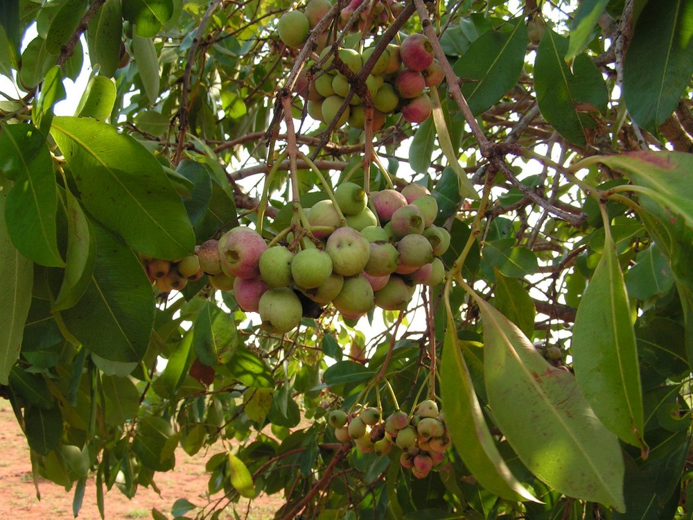 Syzygium guineense subsp. macrocarpum Syzygium guineense subsp. macrocarpum