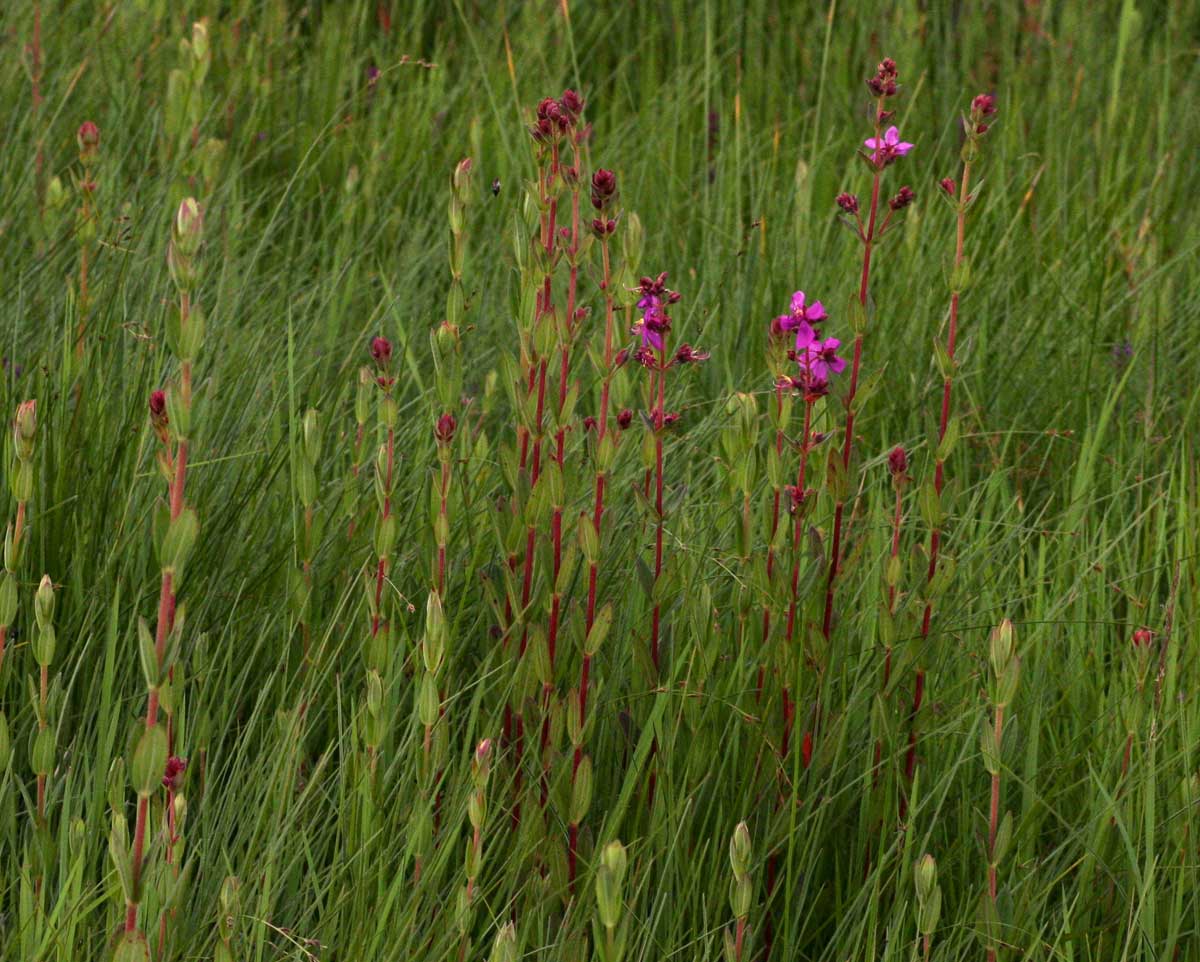 Heterotis canescens Heterotis canescens