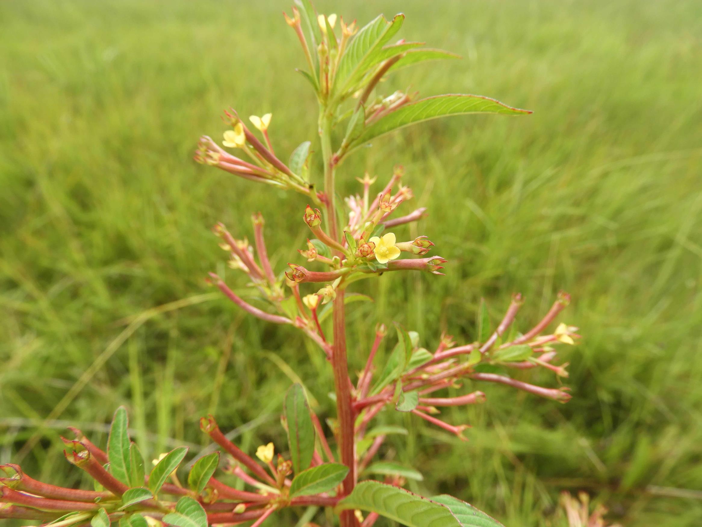 Ludwigia abyssinica Ludwigia abyssinica