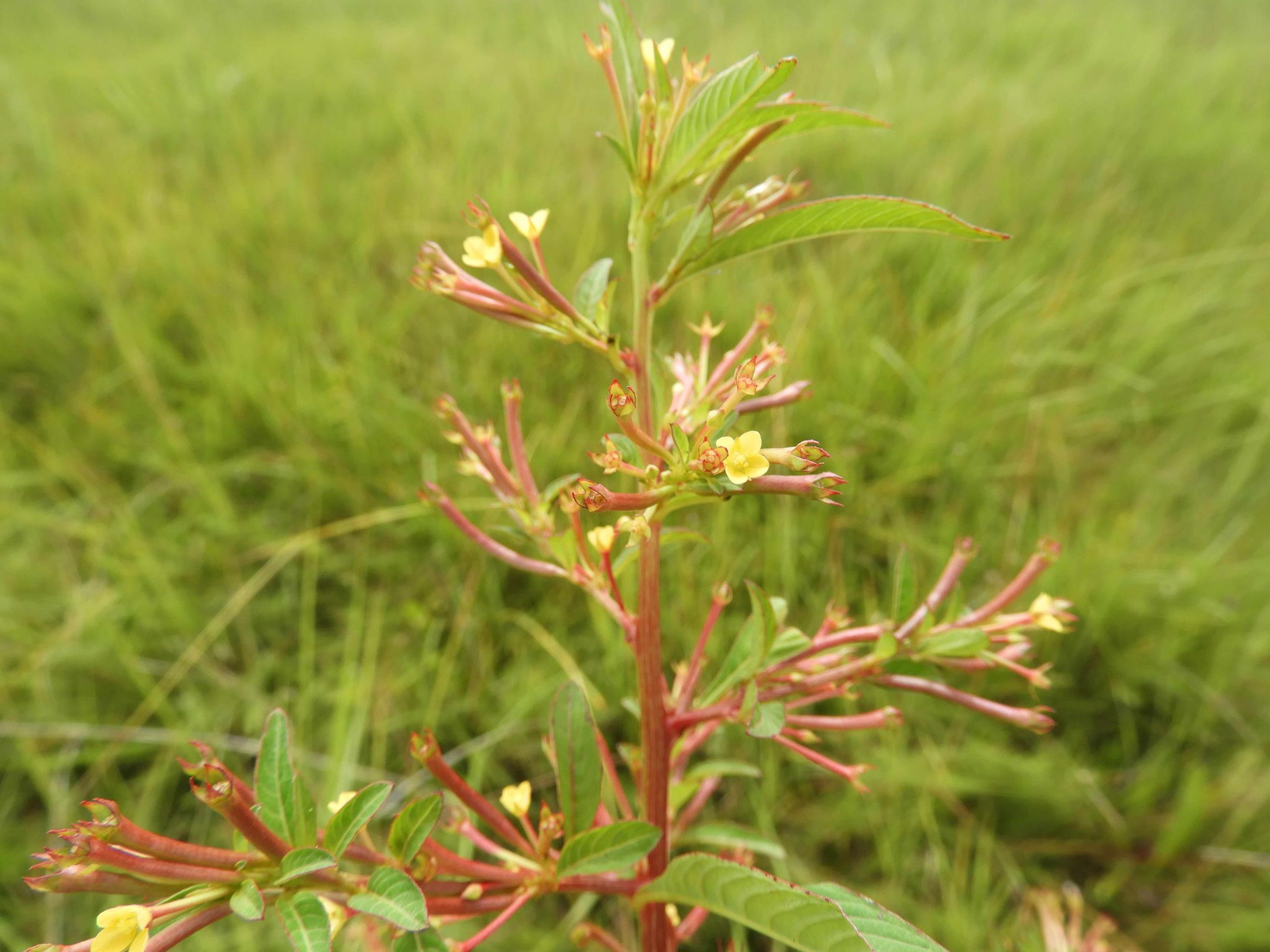 Ludwigia abyssinica Ludwigia abyssinica