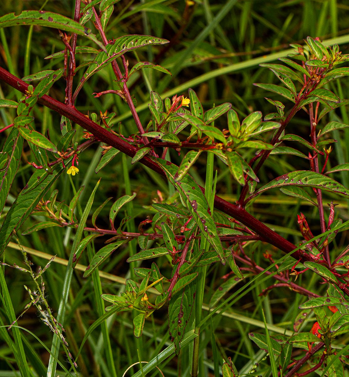 Ludwigia abyssinica Ludwigia abyssinica