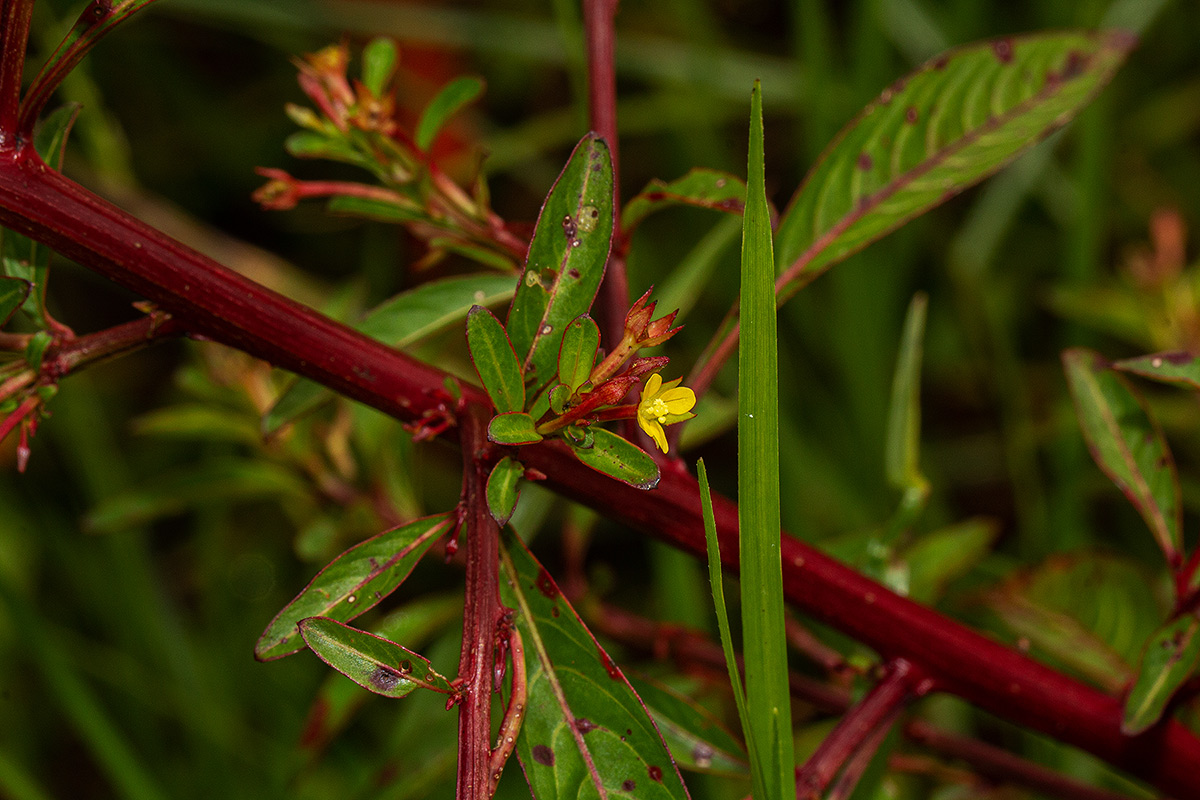 Ludwigia abyssinica Ludwigia abyssinica