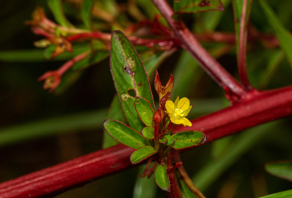 Ludwigia abyssinica Ludwigia abyssinica