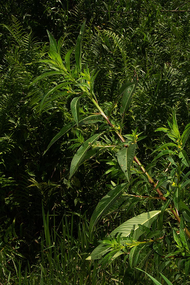 Ludwigia abyssinica Ludwigia abyssinica