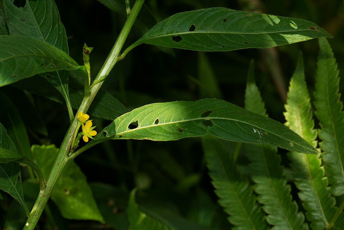Ludwigia abyssinica Ludwigia abyssinica