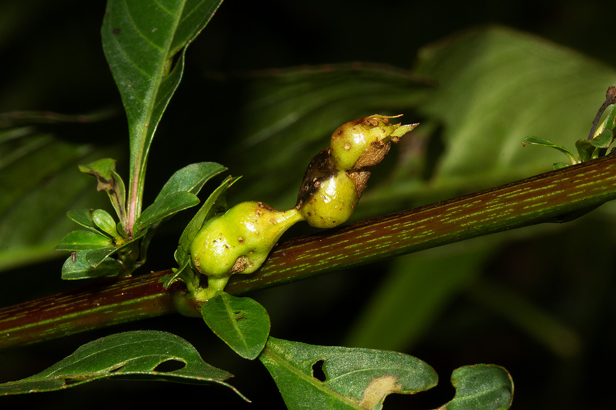 Ludwigia abyssinica Ludwigia abyssinica