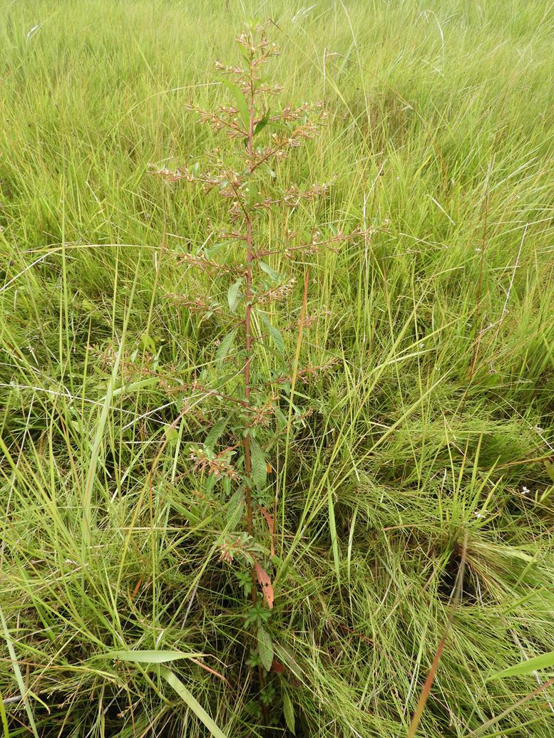 Ludwigia abyssinica Ludwigia abyssinica