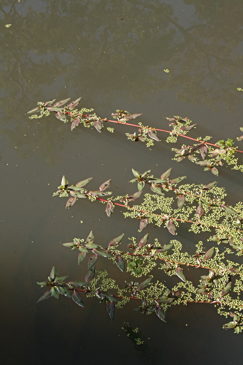Ludwigia adscendens subsp. diffusa Ludwigia adscendens subsp. diffusa