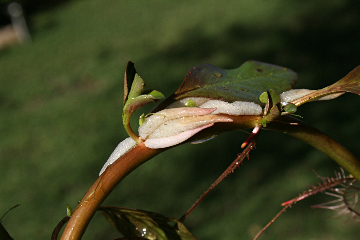 Ludwigia adscendens subsp. diffusa Ludwigia adscendens subsp. diffusa