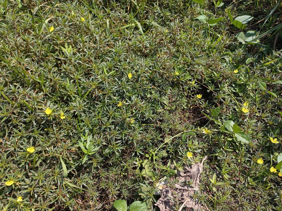 Ludwigia adscendens subsp. diffusa Ludwigia adscendens subsp. diffusa