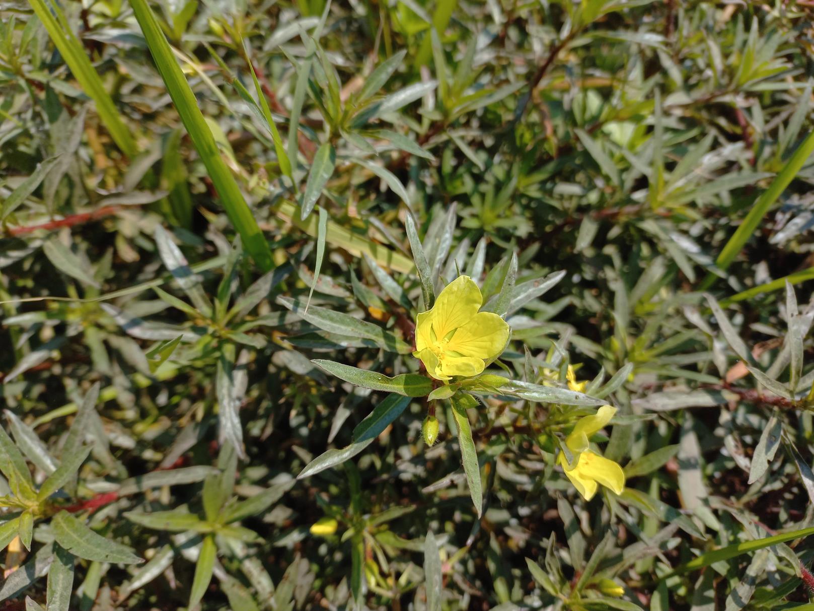 Ludwigia adscendens subsp. diffusa Ludwigia adscendens subsp. diffusa