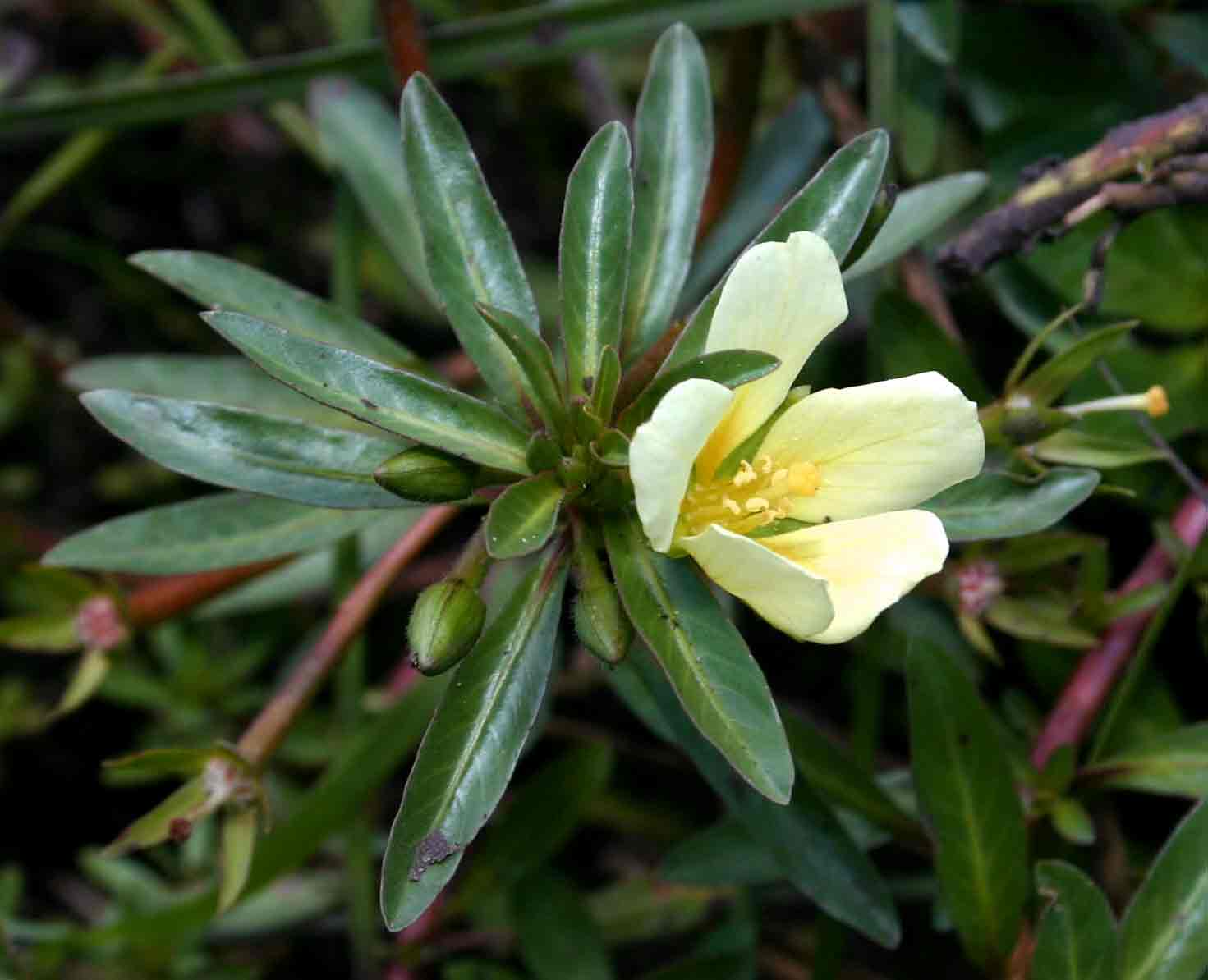 Ludwigia adscendens subsp. diffusa Ludwigia adscendens subsp. diffusa