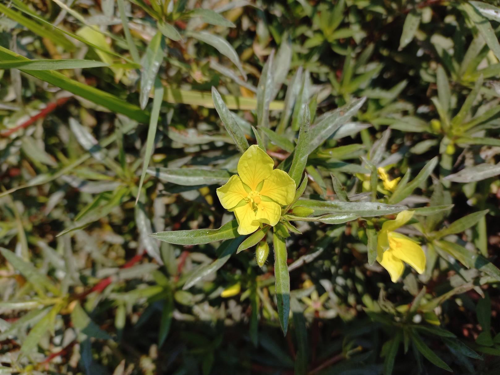 Ludwigia adscendens subsp. diffusa Ludwigia adscendens subsp. diffusa