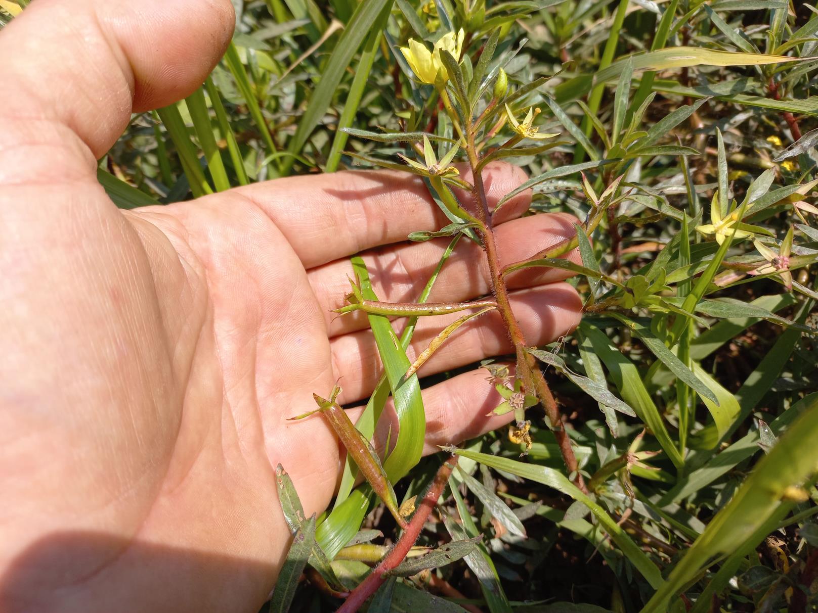 Ludwigia adscendens subsp. diffusa Ludwigia adscendens subsp. diffusa