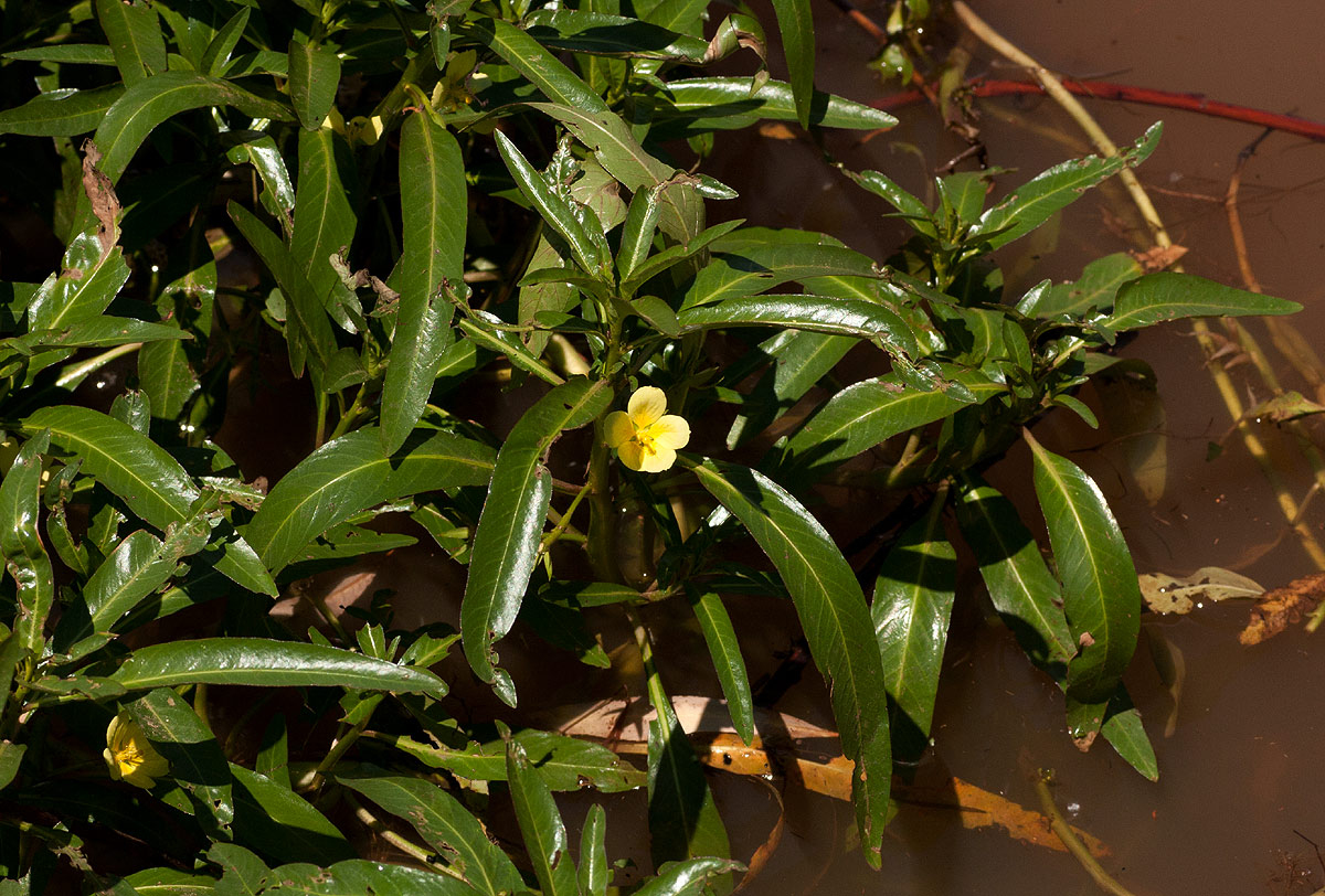 Ludwigia adscendens subsp. diffusa Ludwigia adscendens subsp. diffusa