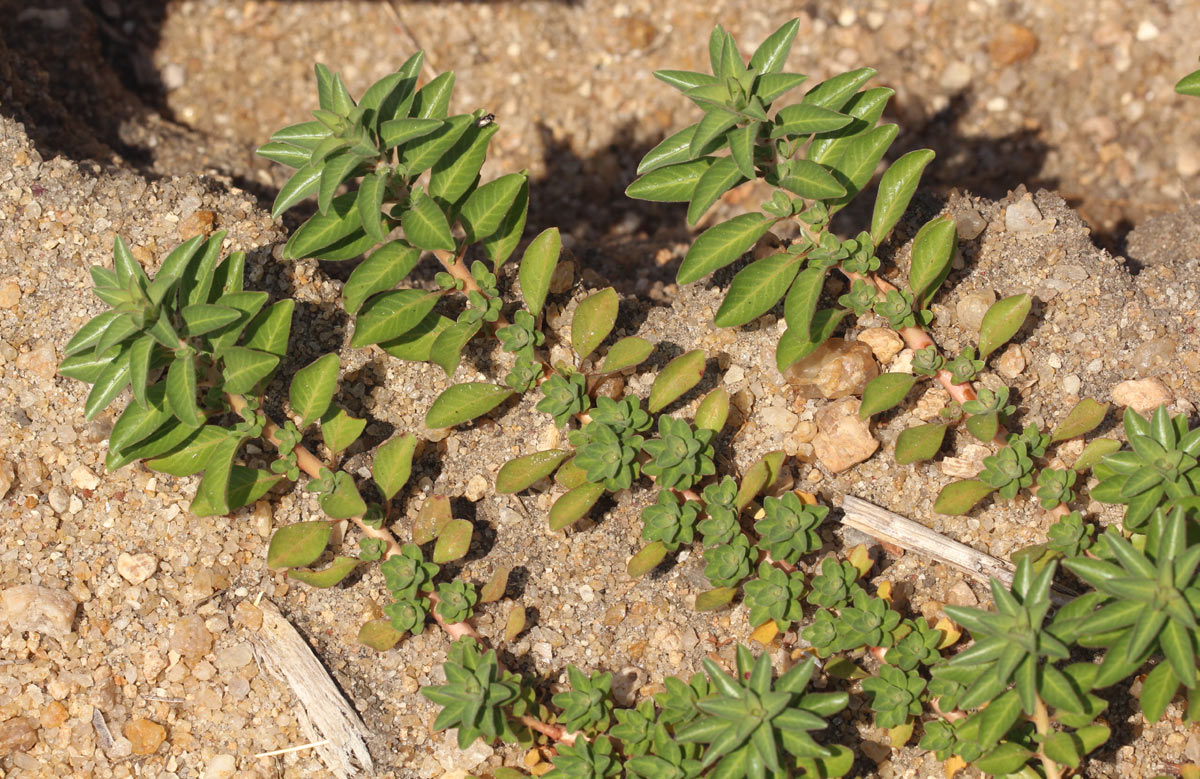 Ludwigia adscendens subsp. diffusa Ludwigia adscendens subsp. diffusa