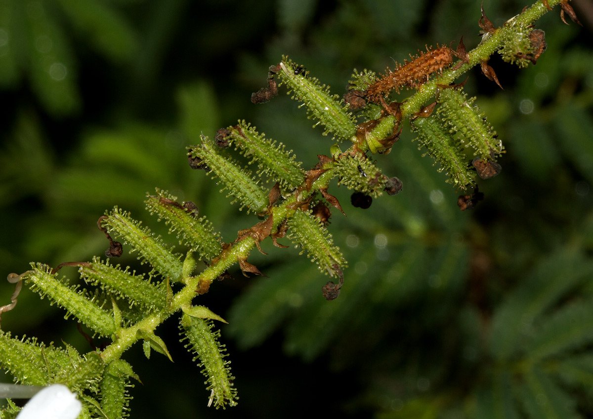Plumbago zeylanica Plumbago zeylanica