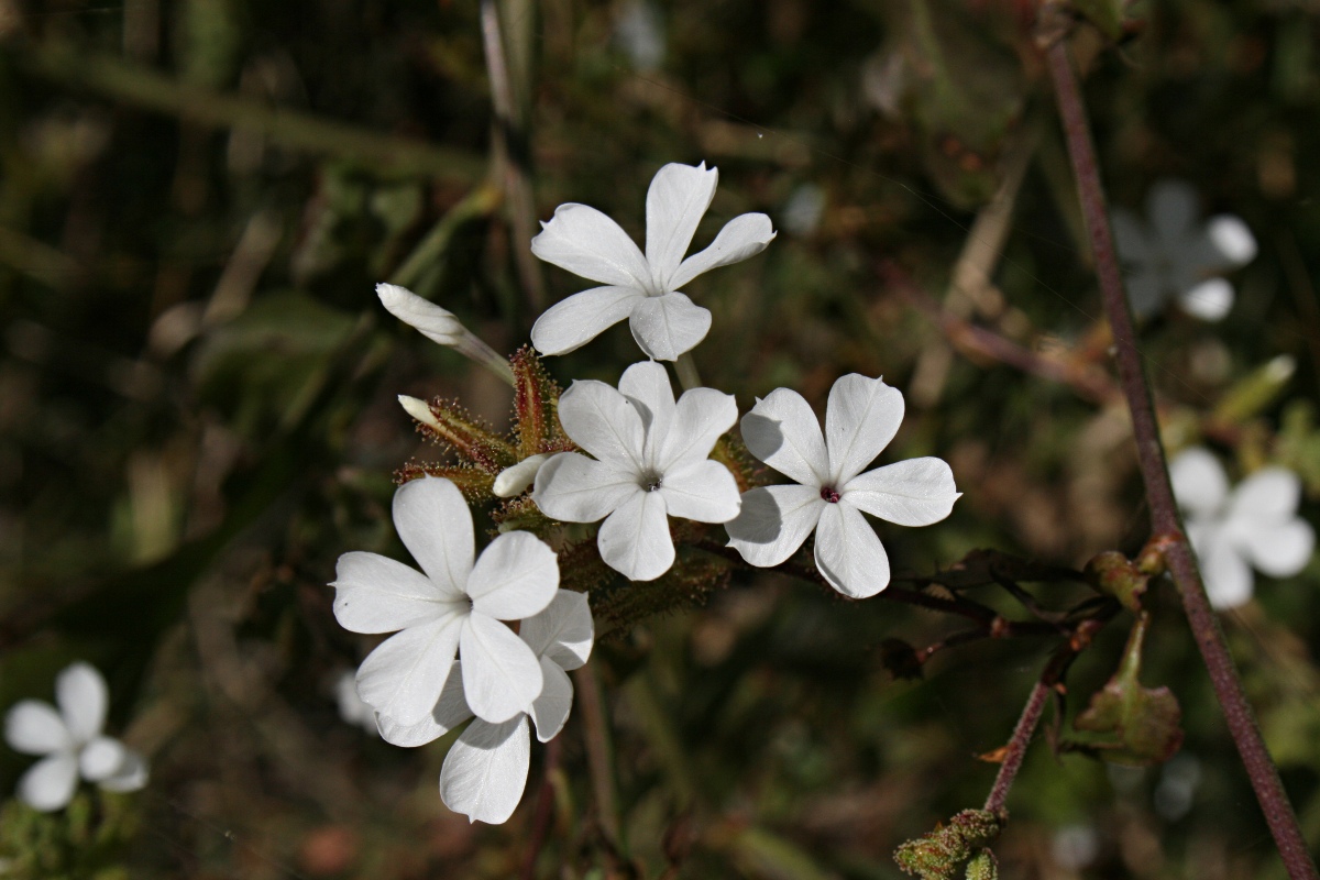 Plumbago zeylanica Plumbago zeylanica