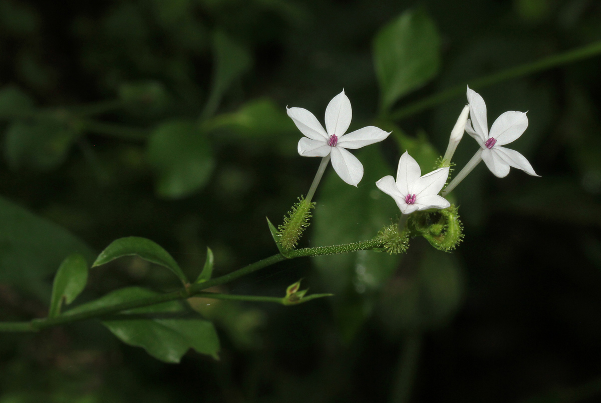 Plumbago zeylanica Plumbago zeylanica