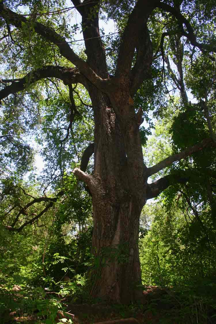 Diospyros mespiliformis Diospyros mespiliformis