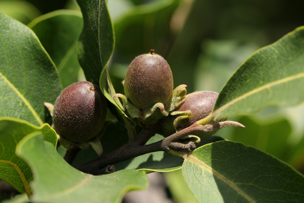 Diospyros mespiliformis Diospyros mespiliformis