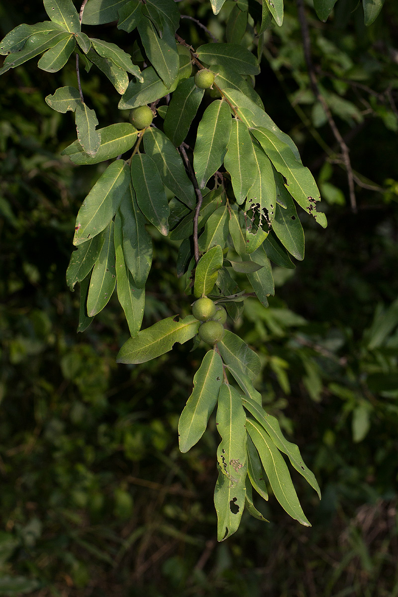 Diospyros mespiliformis Diospyros mespiliformis