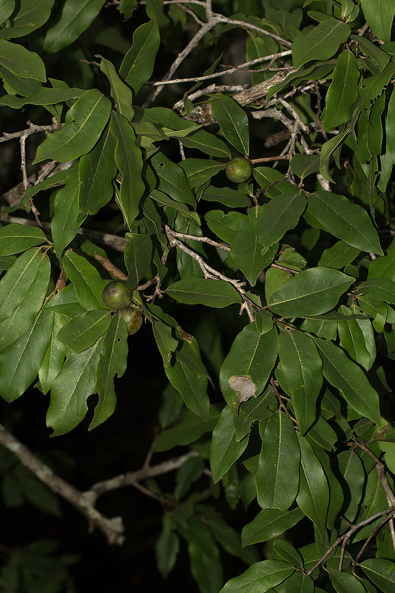 Diospyros mespiliformis Diospyros mespiliformis
