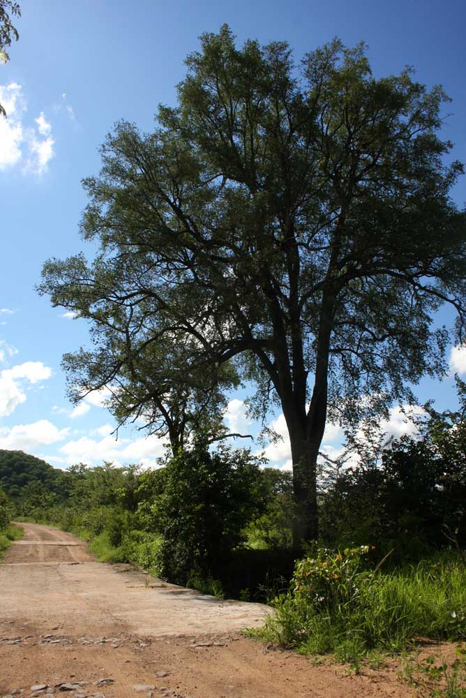 Diospyros mespiliformis Diospyros mespiliformis