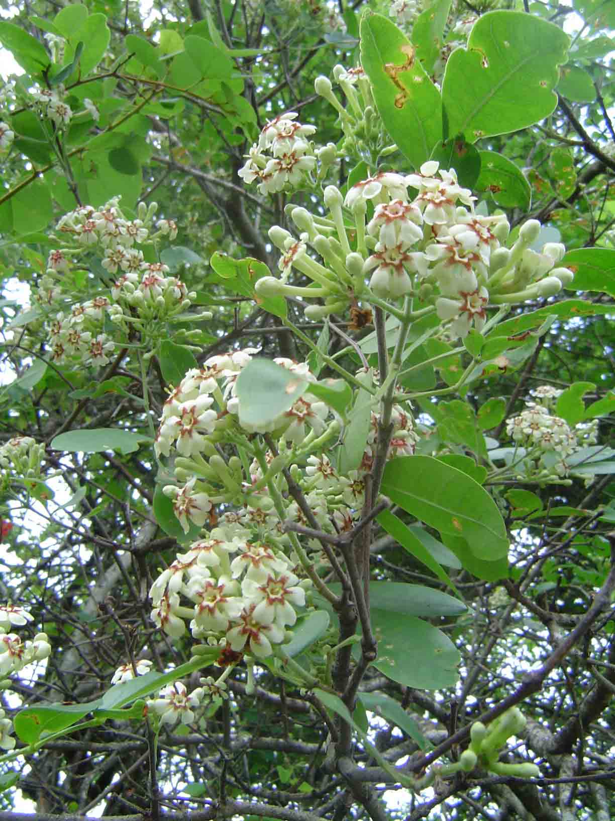 Schrebera alata Schrebera alata