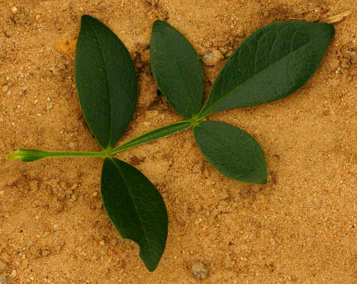 Schrebera alata Schrebera alata