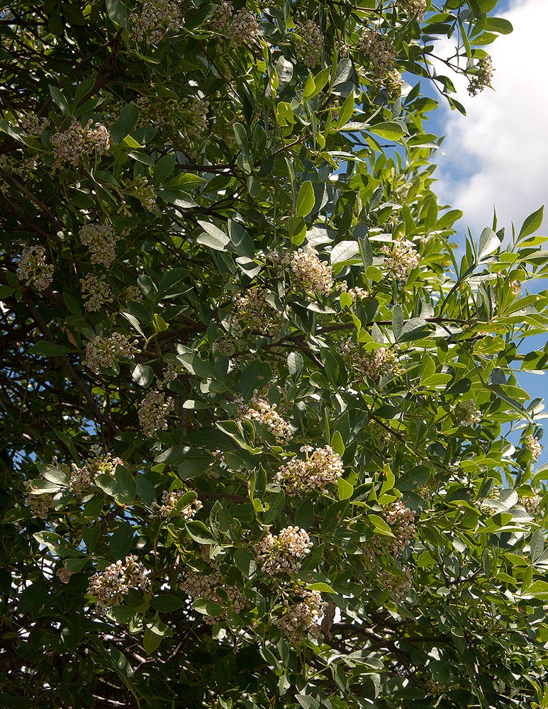 Schrebera alata Schrebera alata