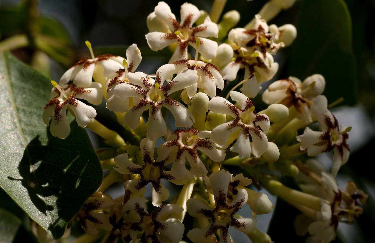 Schrebera alata Schrebera alata