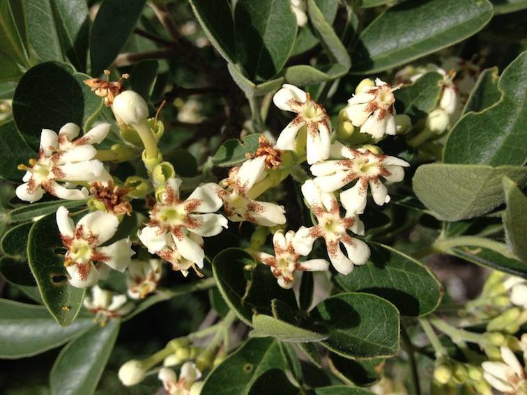 Schrebera alata Schrebera alata