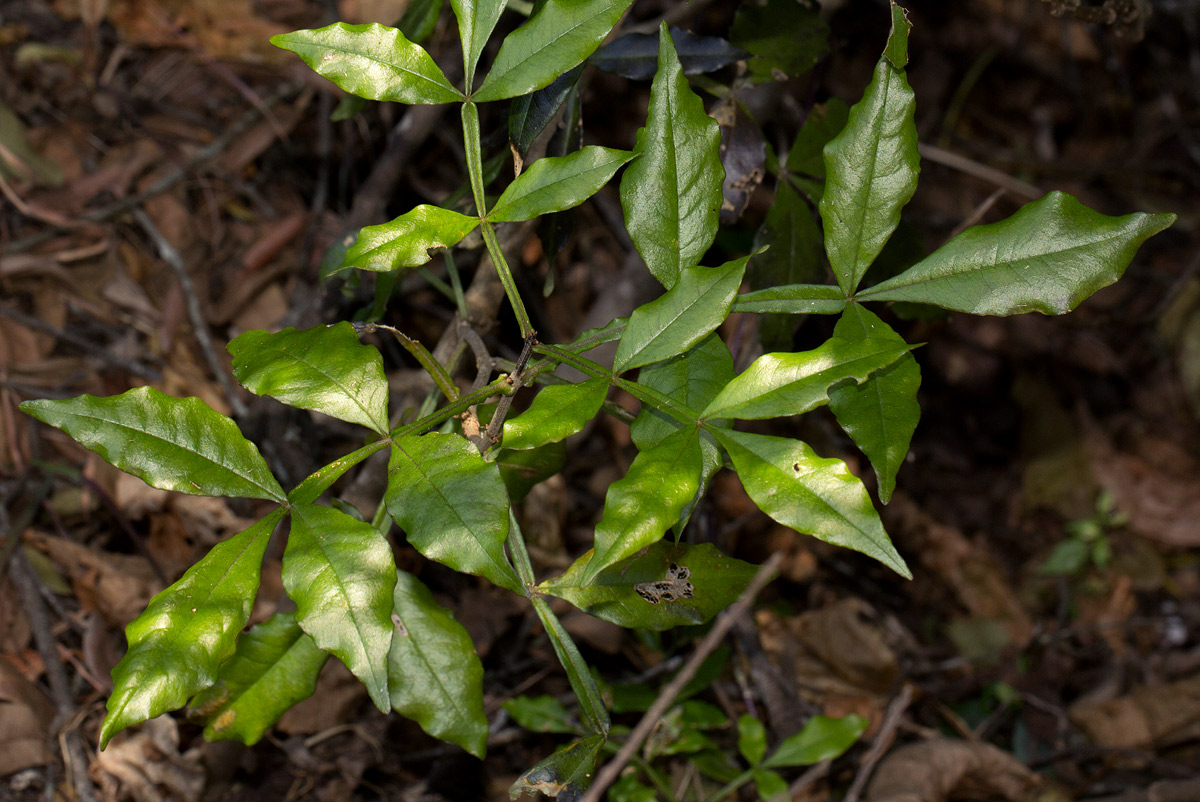 Schrebera alata Schrebera alata