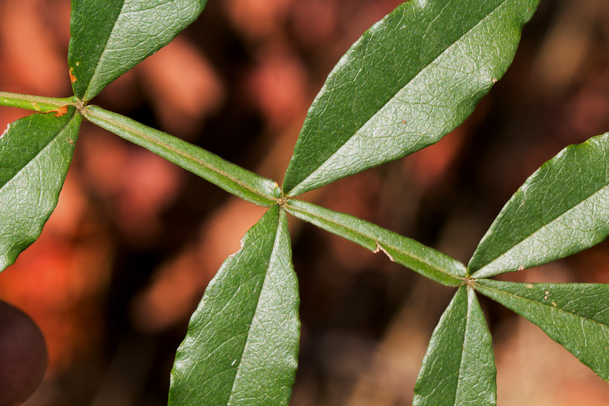 Schrebera alata Schrebera alata