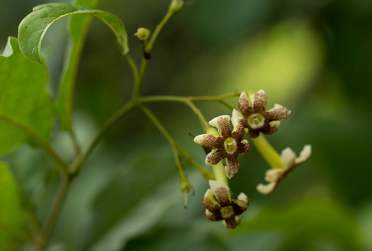 Schrebera trichoclada Schrebera trichoclada