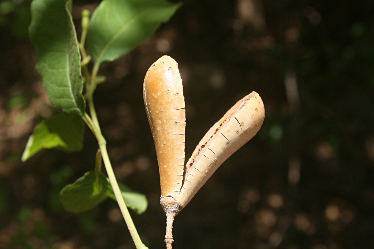 Schrebera trichoclada Schrebera trichoclada