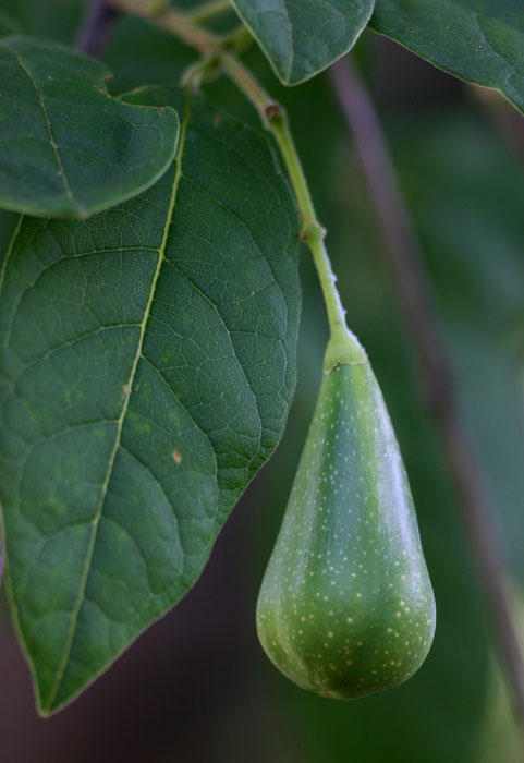 Schrebera trichoclada Schrebera trichoclada