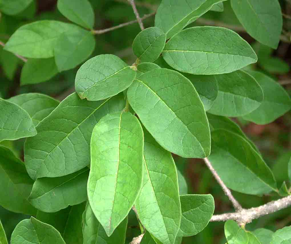 Schrebera trichoclada Schrebera trichoclada