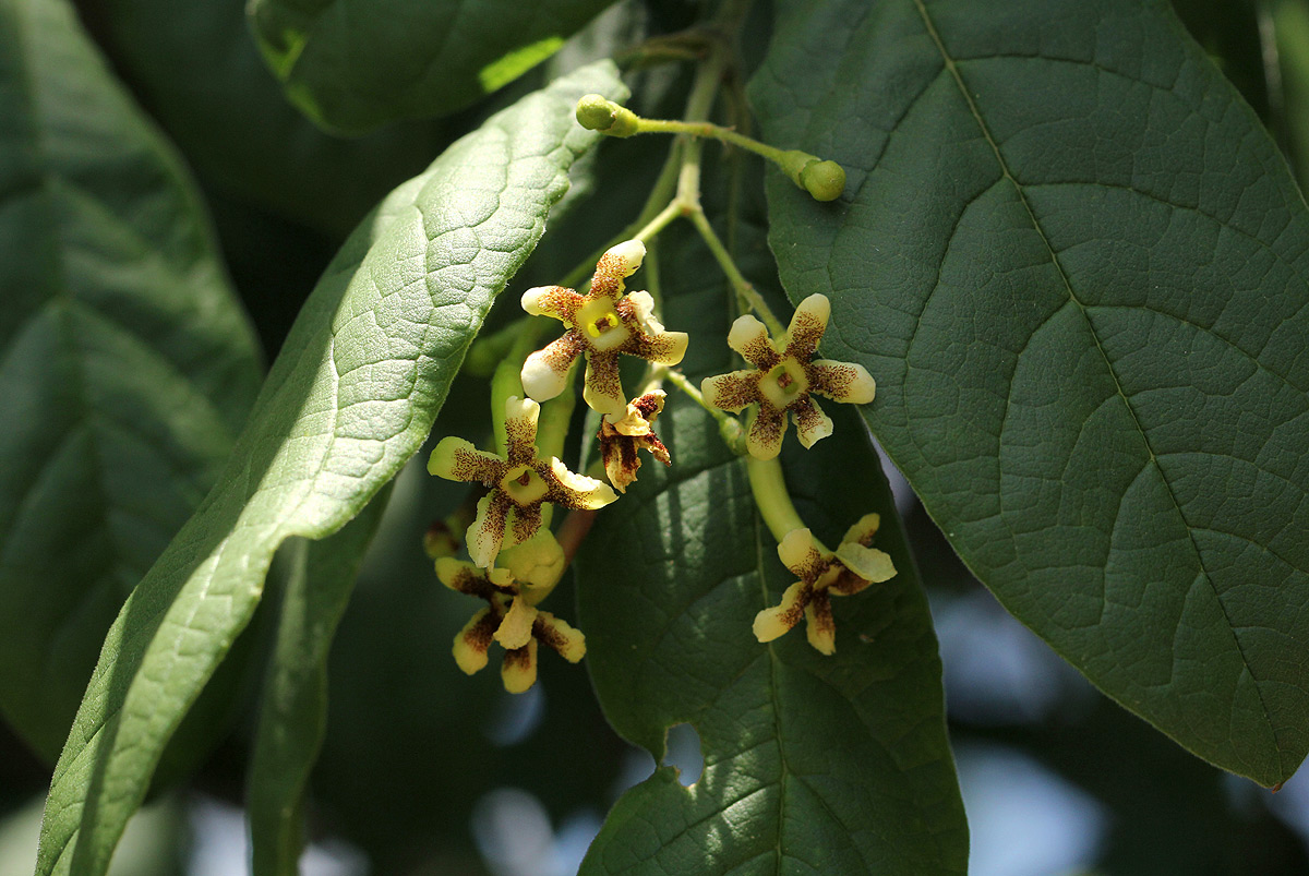 Schrebera trichoclada Schrebera trichoclada