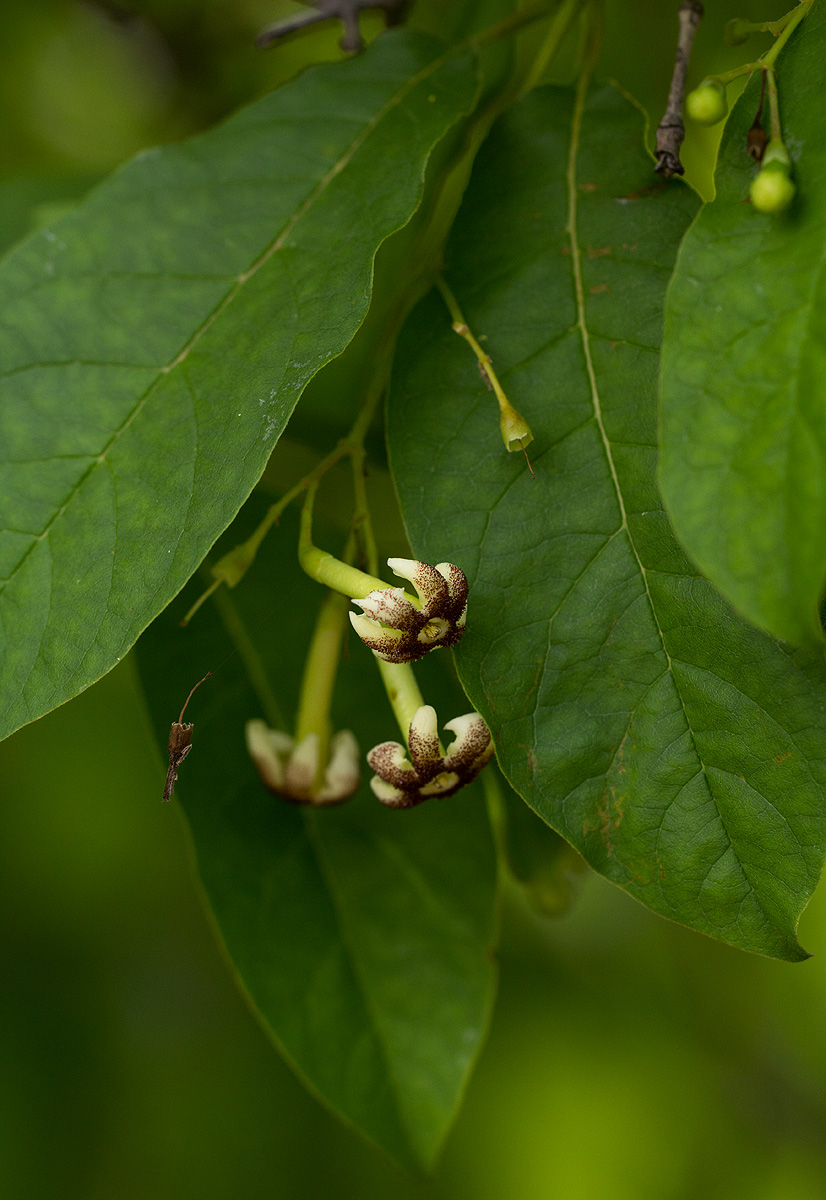 Schrebera trichoclada Schrebera trichoclada