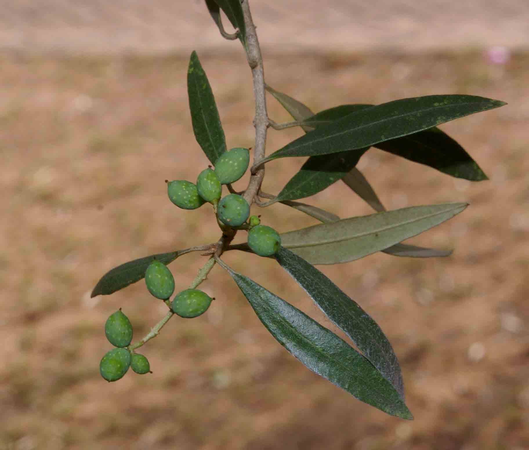 Olea europaea subsp. africana Olea europaea subsp. africana