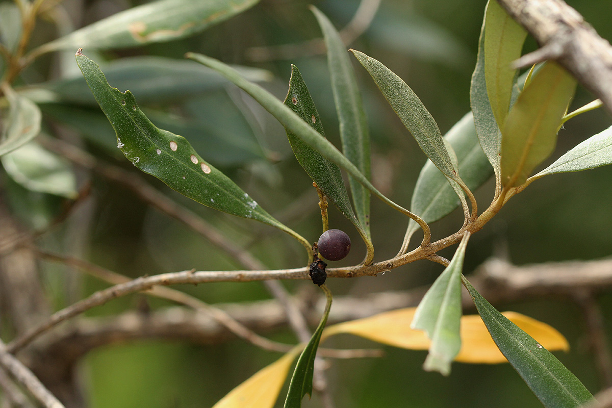 Olea europaea subsp. africana Olea europaea subsp. africana
