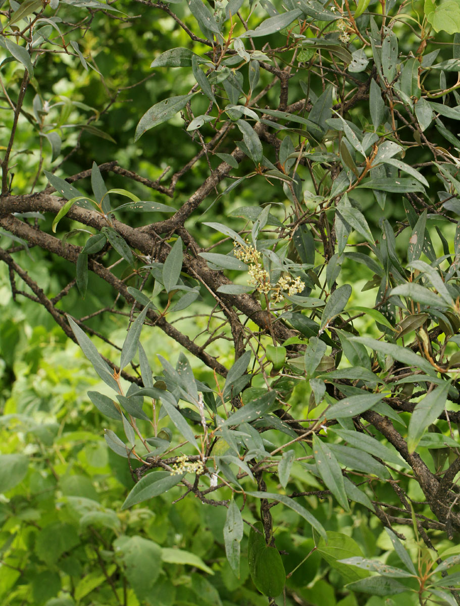 Olea europaea subsp. africana Olea europaea subsp. africana