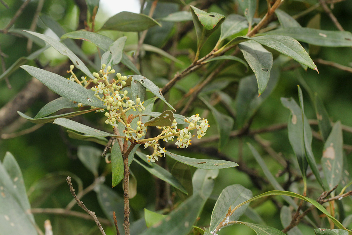 Olea europaea subsp. africana Olea europaea subsp. africana