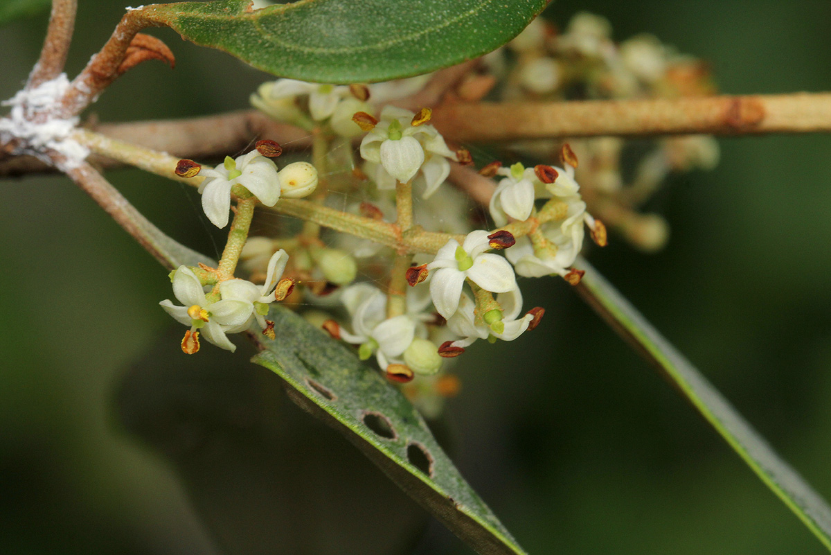 Olea europaea subsp. africana Olea europaea subsp. africana