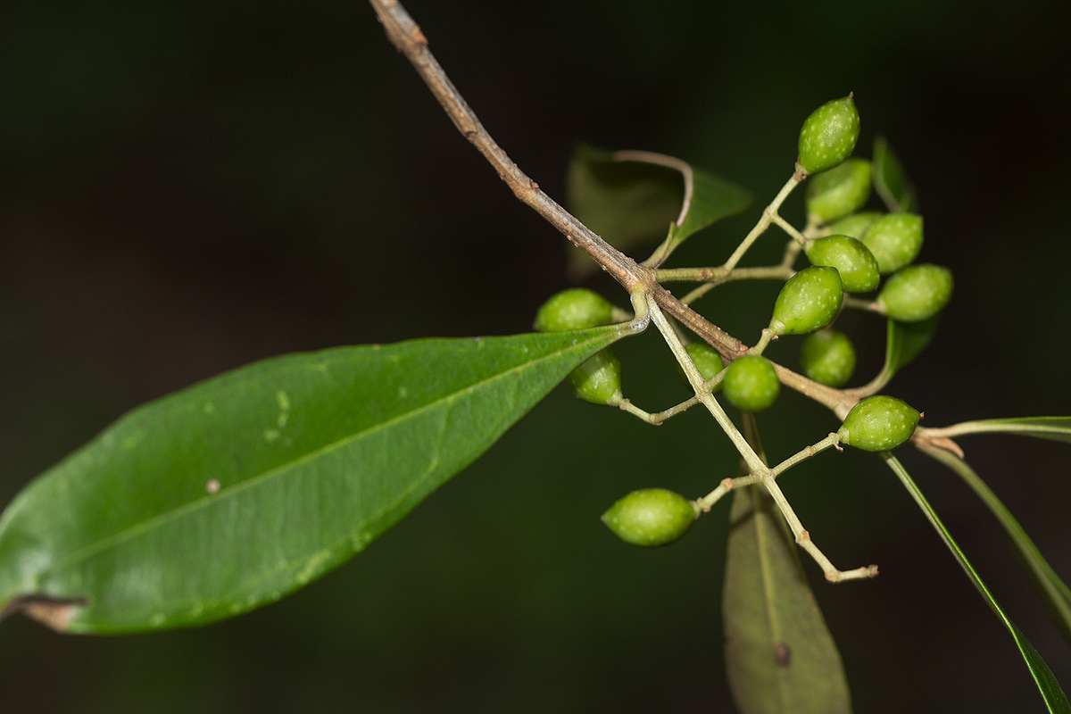 Olea europaea subsp. africana Olea europaea subsp. africana