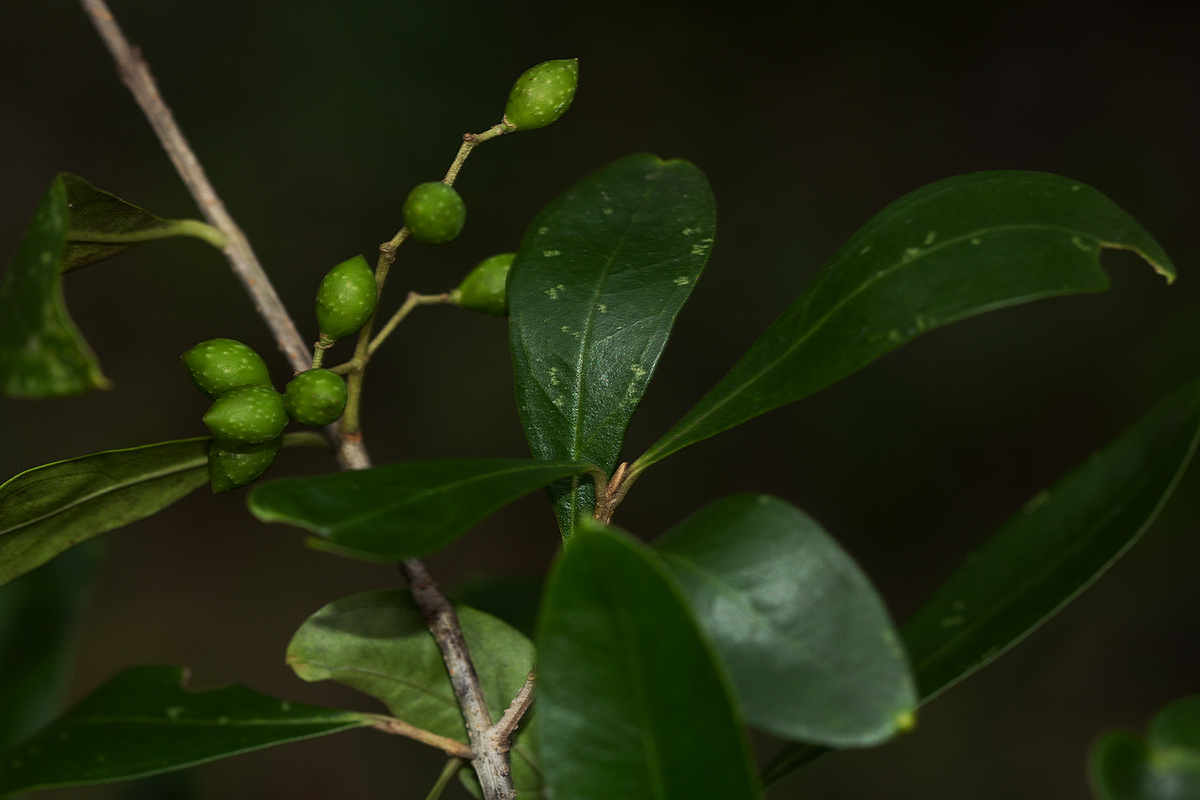 Olea europaea subsp. africana Olea europaea subsp. africana