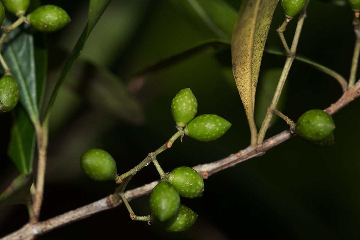 Olea europaea subsp. africana Olea europaea subsp. africana